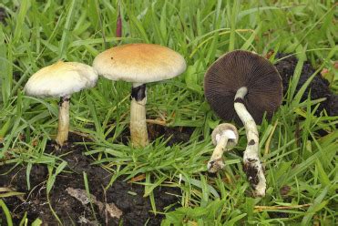 The Biology and Genetics of Magic Carpet Mushrooms